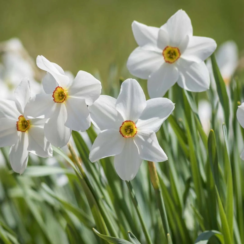 Daffodil Narcissus 'Pheasant's Eye'