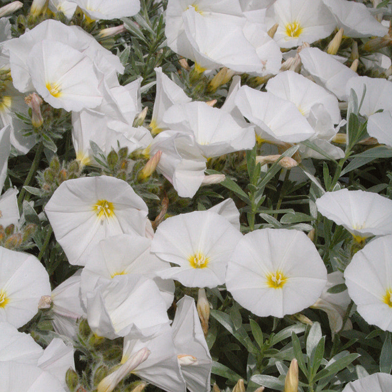 Convolvulus cneorum with silver foliage and white trumpet flowers