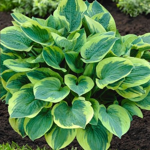 Hosta 'Frances Williams' (3 Litre)