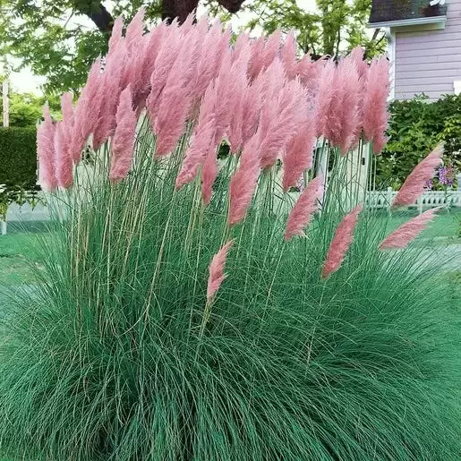 Cortaderia selloana 'Rosea' | Pink Pampas Grass