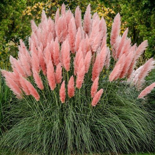 Cortaderia selloana 'Rosea' | Pink Pampas Grass