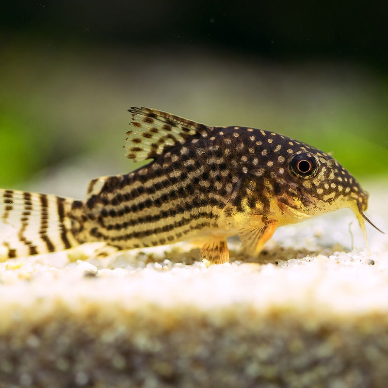 Sterba's Corydoras | Corydoras sterbai