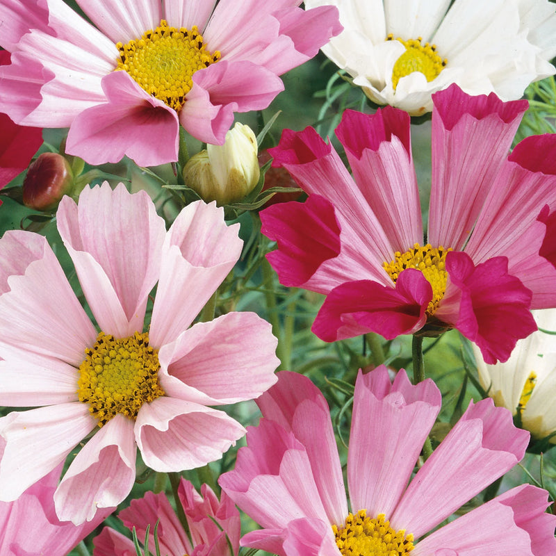 Natures Haven Cosmos Sea Shells Rose