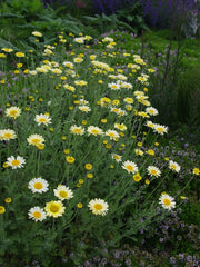 Anthemis ‘Susanna Mitchell’ with silvery foliage and yellow flowers