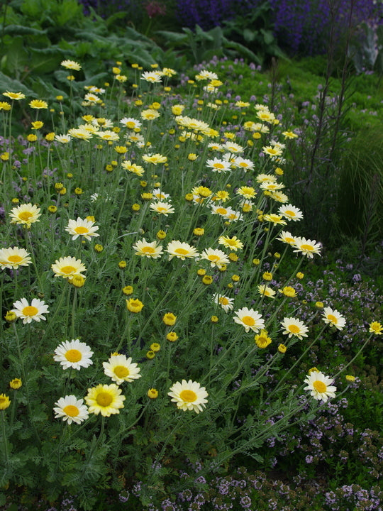 Anthemis ‘Susanna Mitchell’ with silvery foliage and yellow flowers