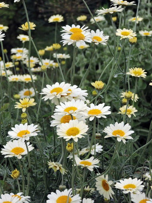 Anthemis ‘Susanna Mitchell’ flowering among garden plants