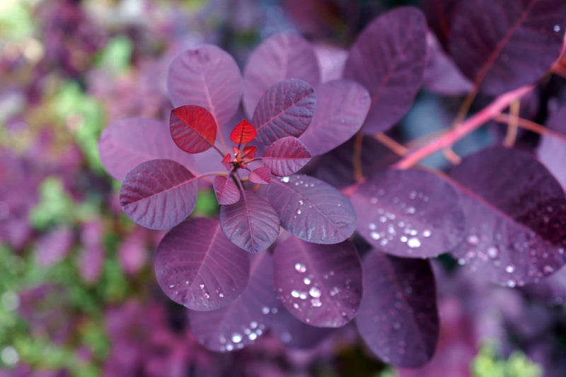 Cotinus cog. 'Royal Purple' | Purple Smokebush (2 Litre)