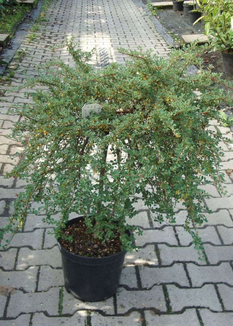 Cotoneaster congestus