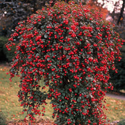 Cotoneaster Coral Beauty – plant and habit