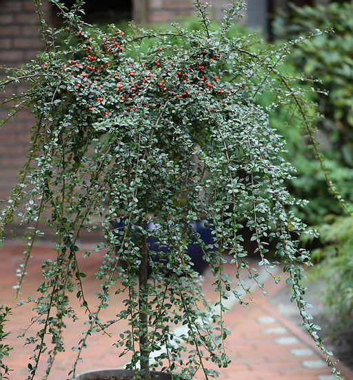 Cotoneaster Coral Beauty – flowers or seasonal detail