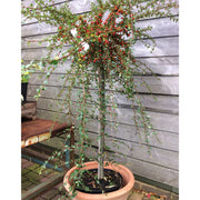 Cotoneaster Coral Beauty – foliage, fruit or mature form