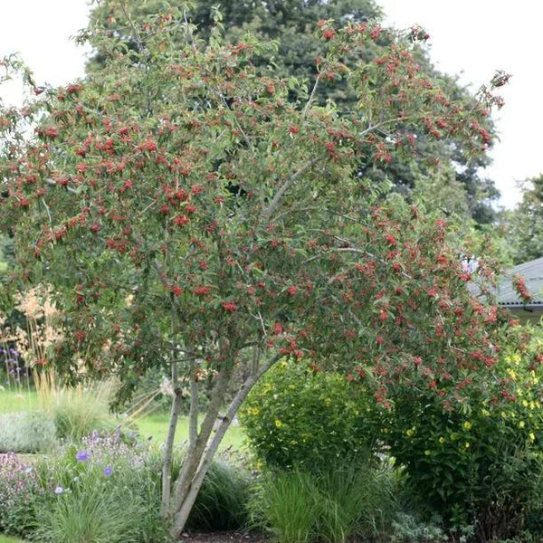 Cotoneaster Cornubia – plant and habit