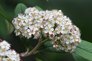 Cotoneaster Cornubia – flowers or seasonal detail