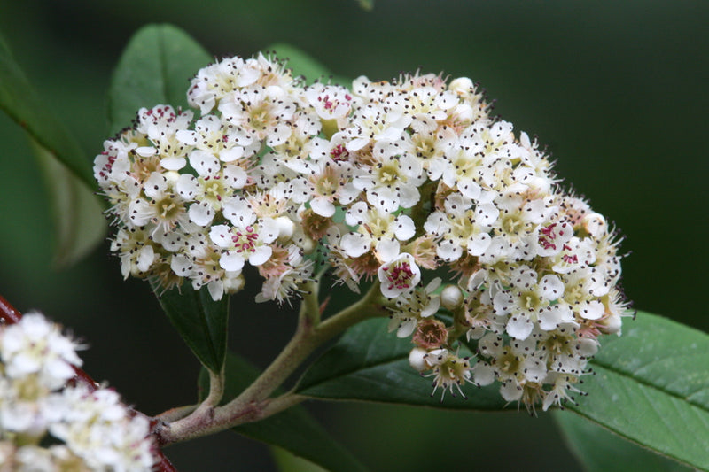 Cotoneaster Cornubia – flowers or seasonal detail
