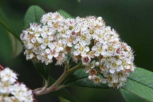 Cotoneaster Cornubia – flowers or seasonal detail