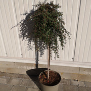 Cotoneaster Winter Jewel – plant and habit