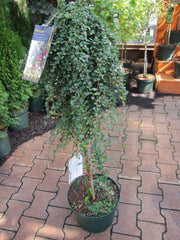 Cotoneaster Winter Jewel – foliage, fruit or mature form