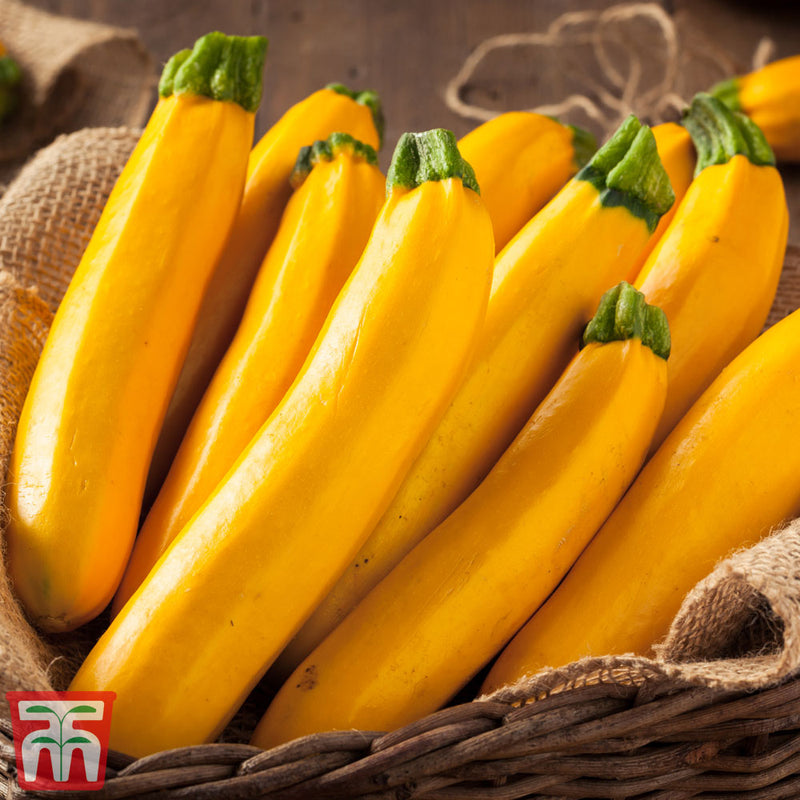 Courgette 'Lingodor' F1 Hybrid
