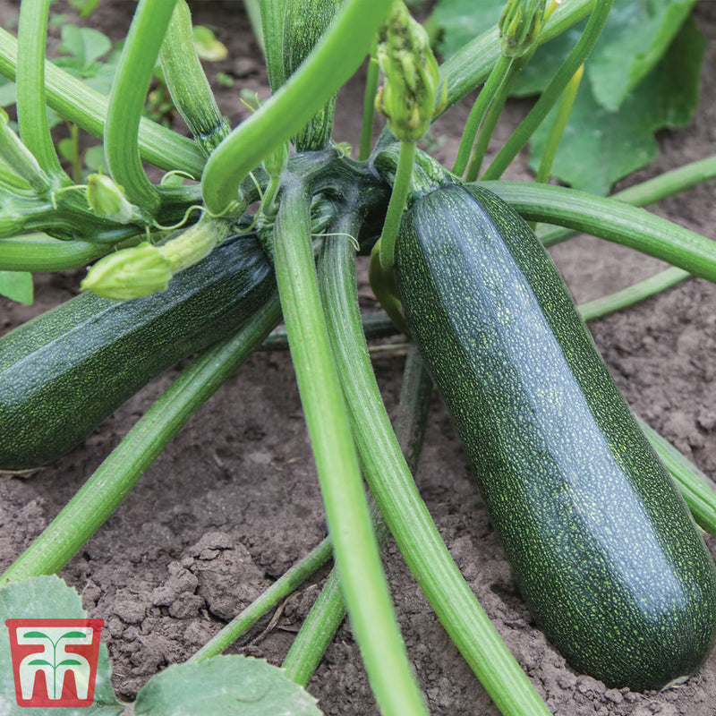 Courgette 'Sure Thing'