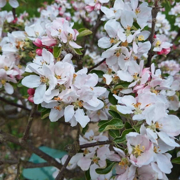 Cox Orange Pippin apple tree – foliage, fruit or mature form