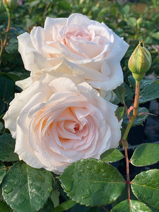 Creamy Parfuma Kordes Rose 5 Litre