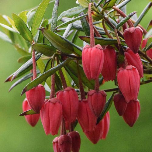 Crinodendron hookerianum with red lantern-shaped flowers