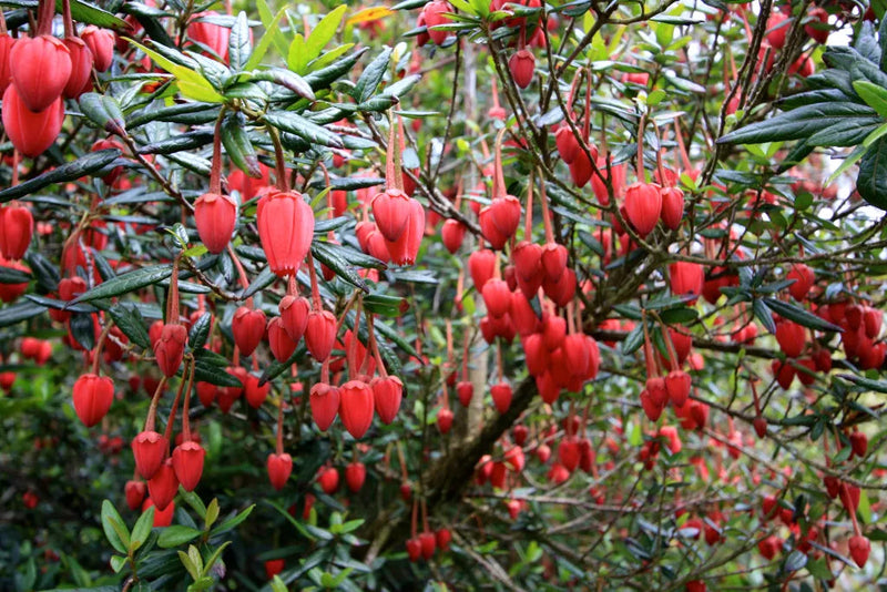 Chilean Lantern Tree flowering in a garden