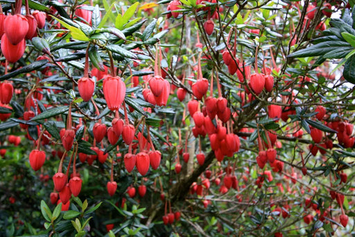 Chilean Lantern Tree flowering in a garden