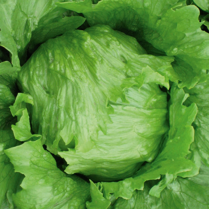 Lettuce Robinson (Iceberg) Vegetable
