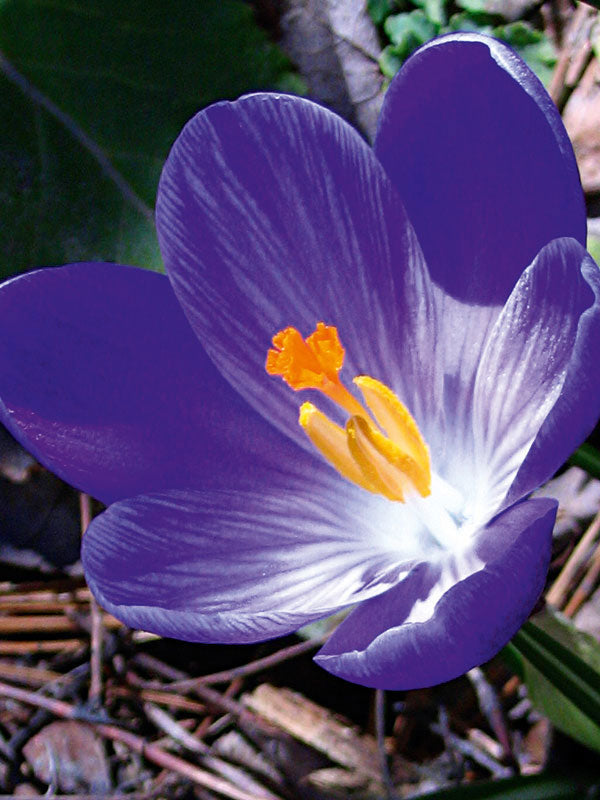 Crocus Grand Maitre (10 Bulbs Per Pack)