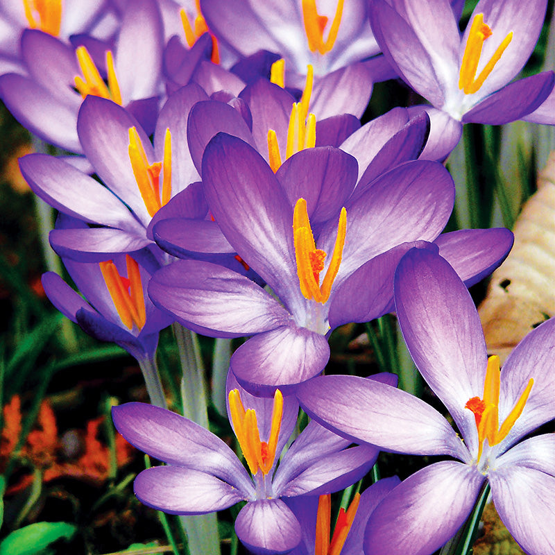 Crocus 'Ruby Giant' (50 Pack)