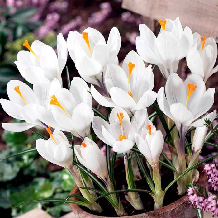 Crocus 'Jeanne D'arc' (10 Pack)