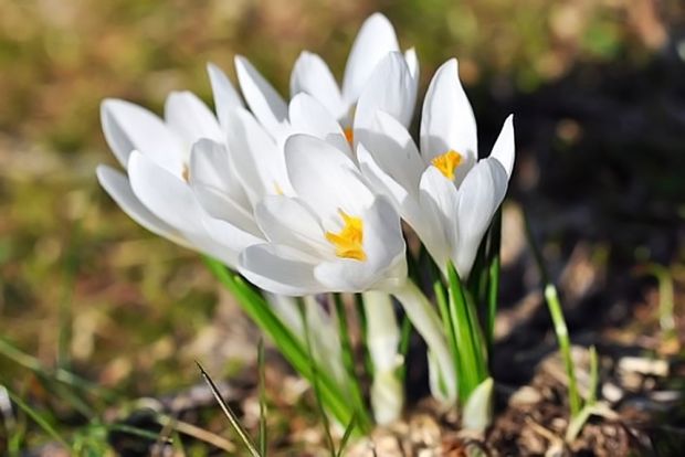Crocus 'Jeanne D'arc' (10 Pack)