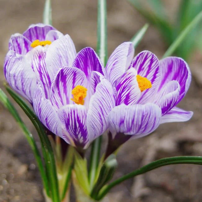 Crocus 'Striped' (10 Pack)