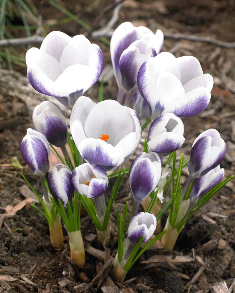 Crocus 'Prins Claus' (10 Pack)