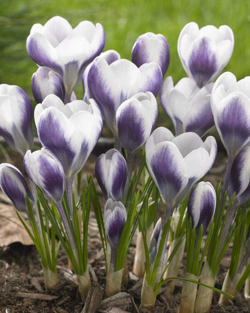 Crocus 'Prins Claus' (10 Pack)