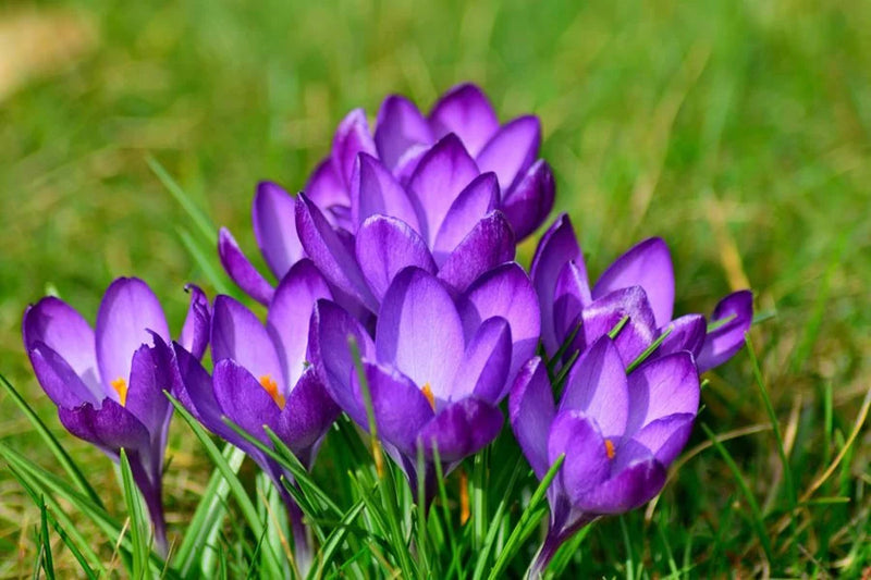 Crocus 'Flower Record' (10 Pack)