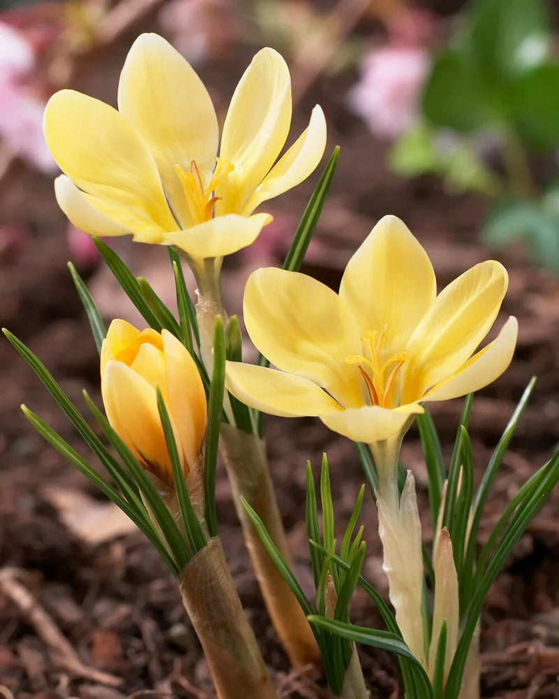 Crocus 'Romance' (15 Pack)
