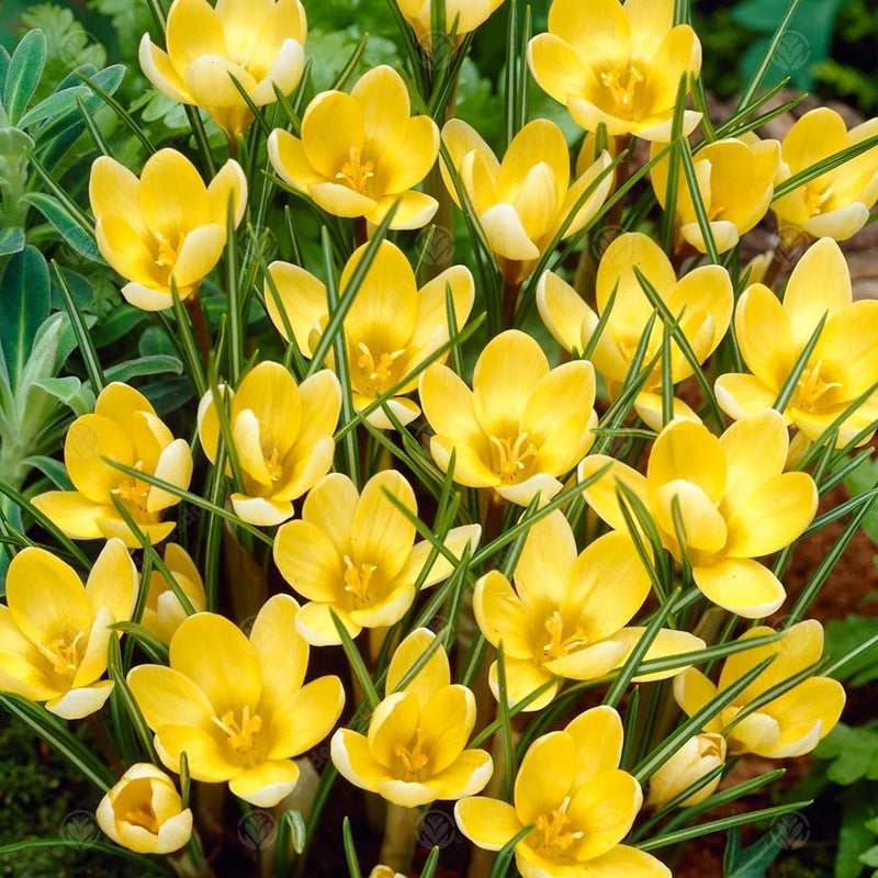 Crocus 'Romance' (15 Pack)