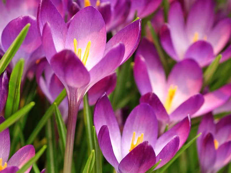 Crocus 'Ruby Giant' (50 Pack)