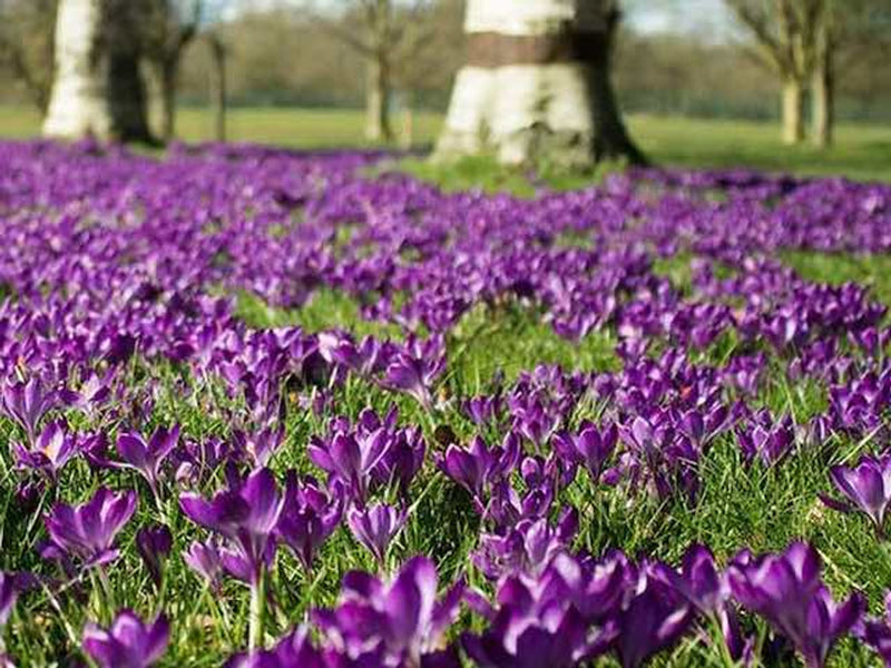 Crocus 'Ruby Giant' (15 Pack)
