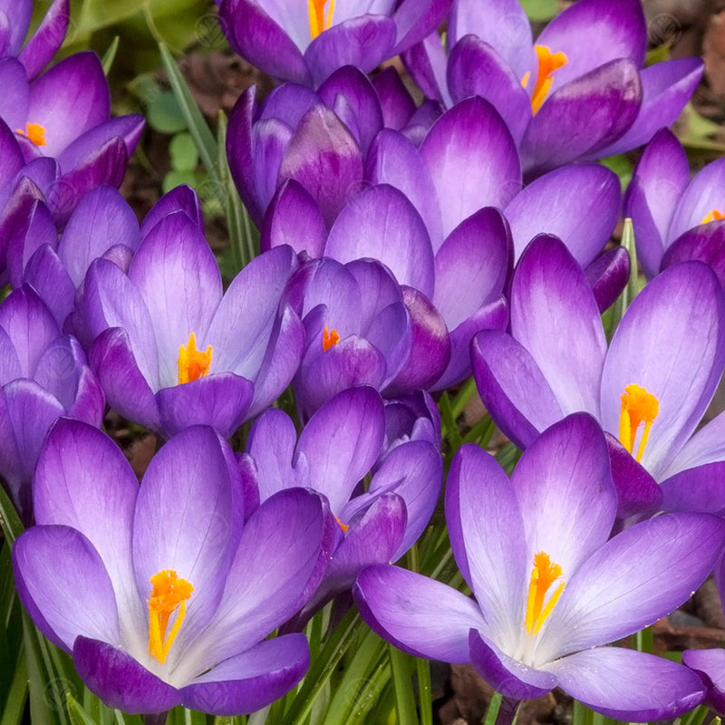 Crocus 'Ruby Giant' (15 Pack)