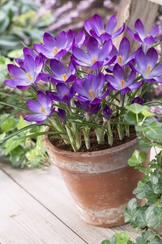 Crocus 'Ruby Giant' (50 Pack)
