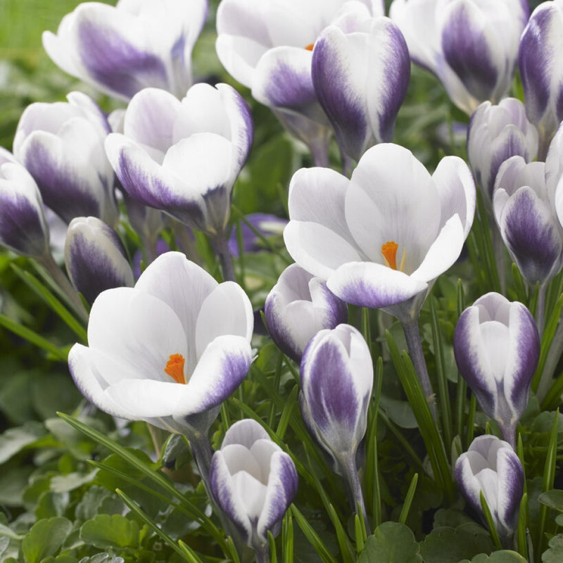 Crocus 'Prins Claus' (10 Pack)
