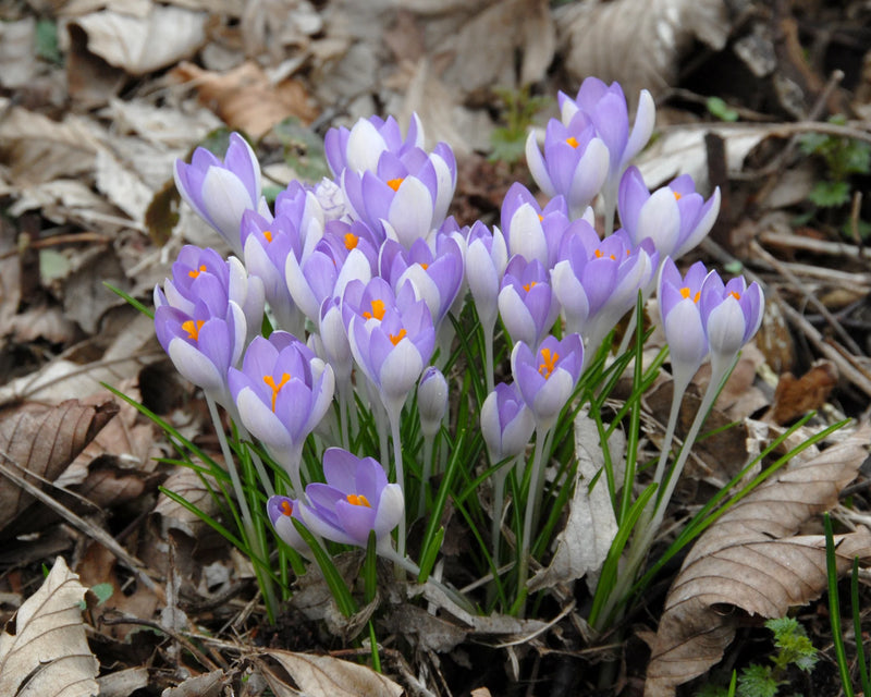 Crocus 'Tommasinianus' (20 Pack)