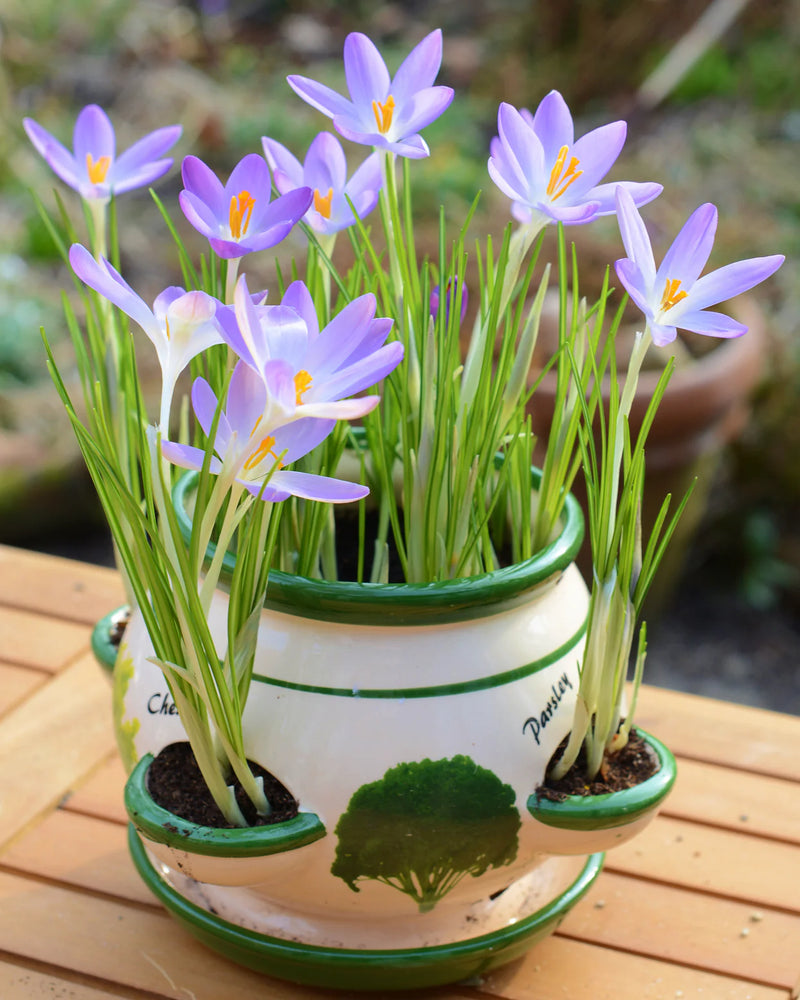 Crocus 'Tommasinianus' (20 Pack)