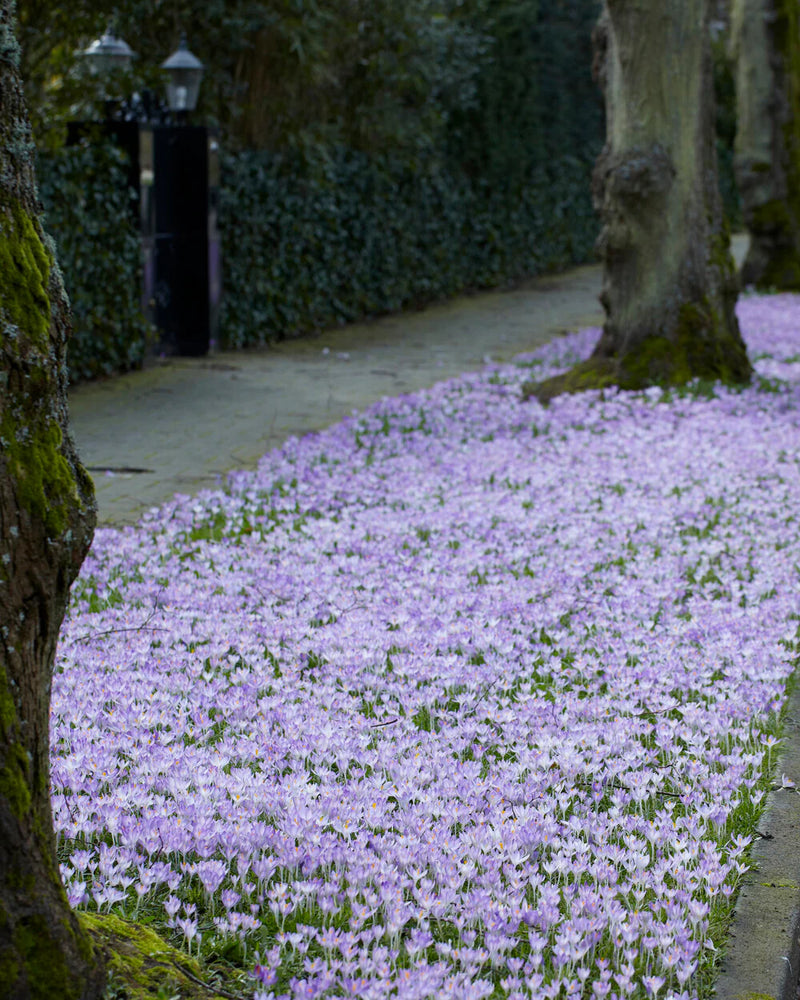 Crocus 'Tommasinianus' (20 Pack)