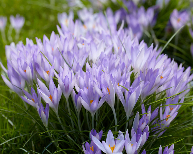Crocus 'Tommasinianus' (20 Pack)