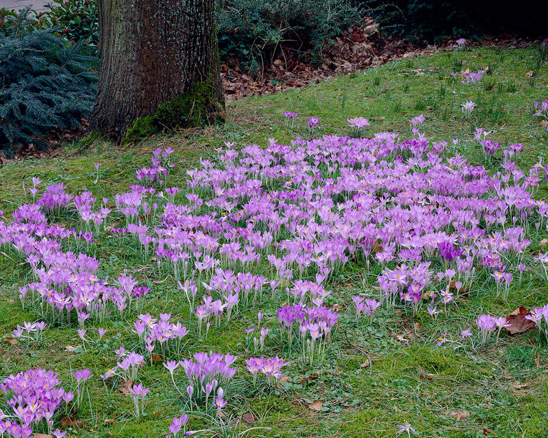 Crocus 'Tommasinianus' (20 Pack)