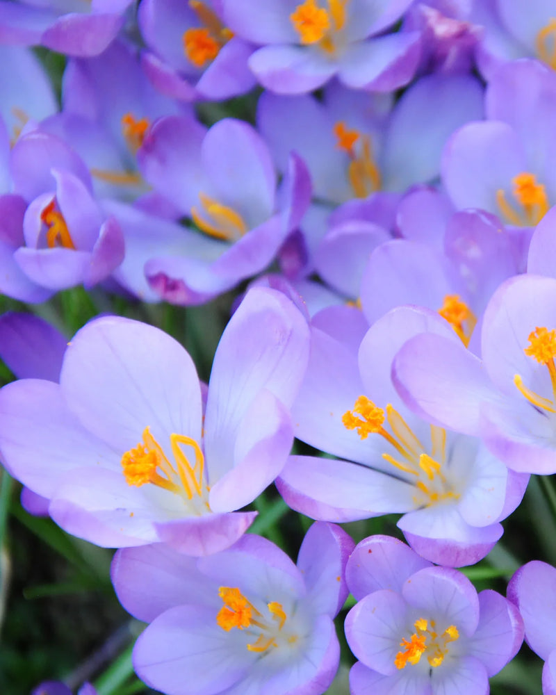 Crocus 'Tommasinianus' (20 Pack)